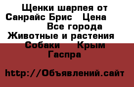 Щенки шарпея от Санрайс Брис › Цена ­ 30 000 - Все города Животные и растения » Собаки   . Крым,Гаспра